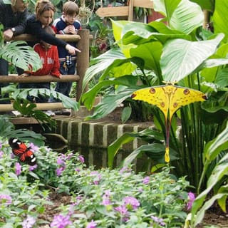 Milano Marittima: Entry Ticket to a Butterfly House