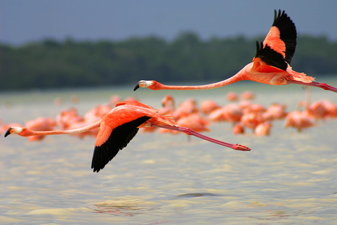 De Cancun: visite de Las Coloradas et Rio Lagartos avec transfert