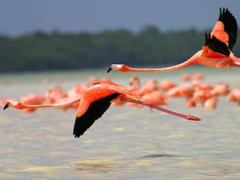 Desde Cancún/Tulum/Riviera: Excursión a Las Coloradas y Río Lagartos