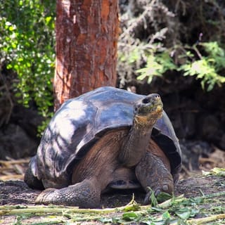 From Baltra: 4-Day Isabela Island Trip with Meals & Lodging