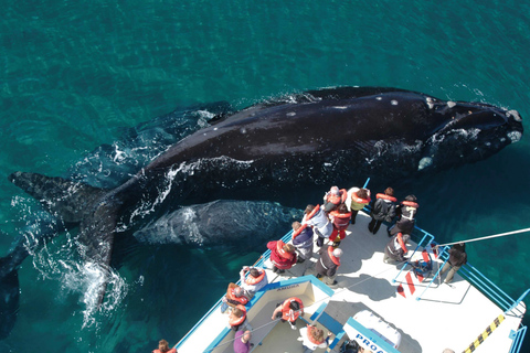 Valdes Peninsula: Full Day with Whale Watching Full Day Peninsula Valdes with Whale Watching
