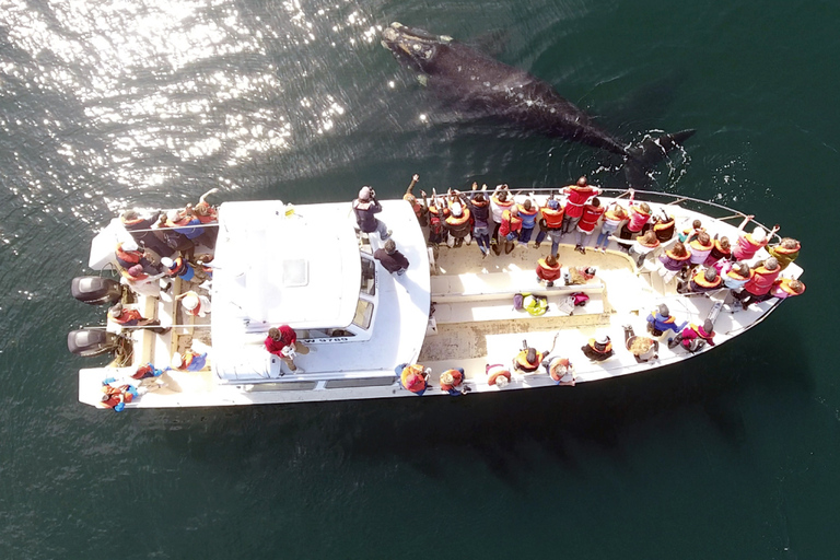 Valdes Peninsula: Full Day with Whale Watching Full Day Peninsula Valdes with Whale Watching