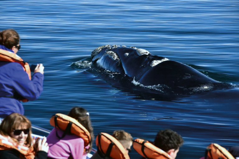 Valdes Peninsula: Full Day with Whale Watching Full Day Peninsula Valdes with Whale Watching