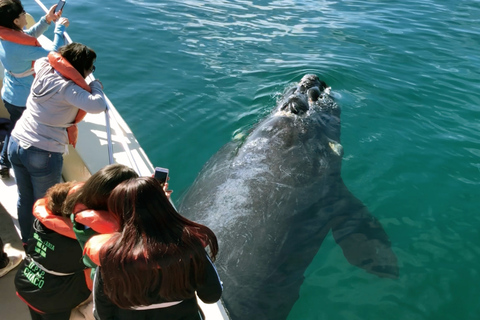 Valdes Peninsula: Full Day with Whale Watching Full Day Peninsula Valdes with Whale Watching