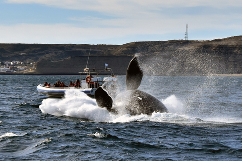 Valdes Peninsula: Full Day with Whale Watching Full Day Peninsula Valdes with Whale Watching