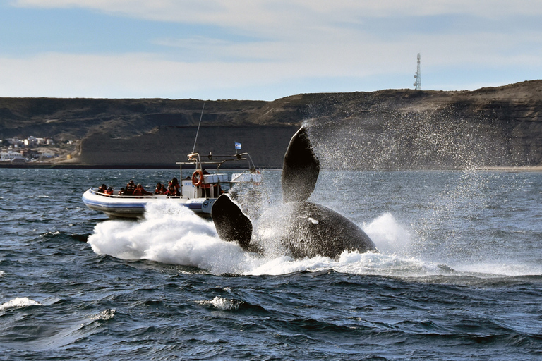 Valdes Peninsula: Full Day with Whale Watching Full Day Peninsula Valdes with Whale Watching