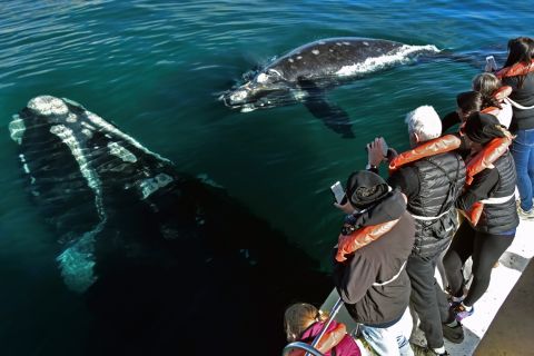 Whale Watching from Peninsula Valdes Full-Day Nature Tour