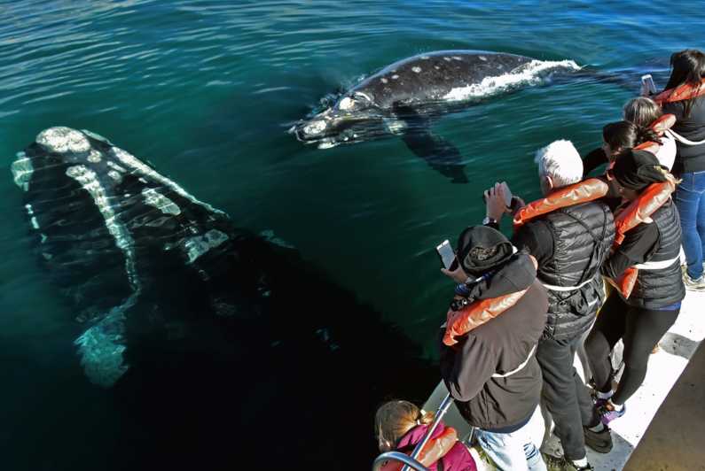 Penisola di Valdes: giornata intera con osservazione delle balene