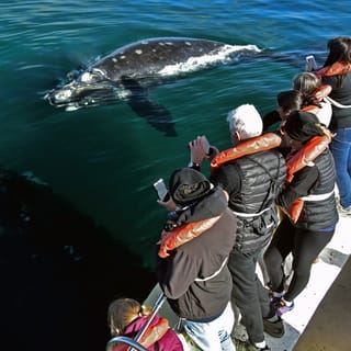 Whale Watching from Peninsula Valdes Full-Day Nature Tour