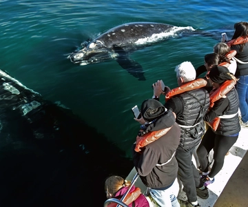 Valdes Peninsula: Full Day with Whale Watching