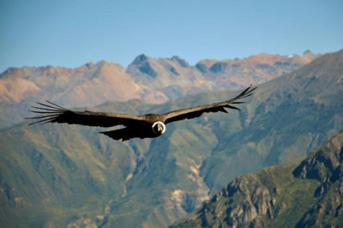 Arequipa: Colca Canyon Trekking 3-Day Tour & 2 Nights