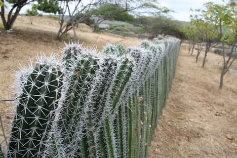 From Kralendijk: Private Bonaire Island Tour with Transfer