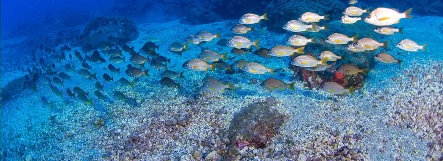 Radazul : voyage de plongée dans la baie de Radazul avec boissons