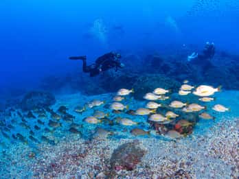Radazul: Salida de Buceo en Bahía Radazul con Bebidas