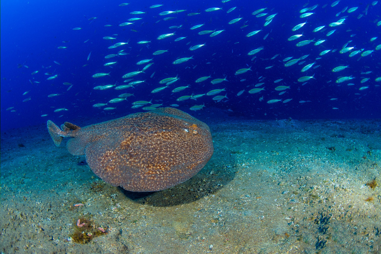 Radazul: Salida de Buceo en Bahía Radazul con Bebidas