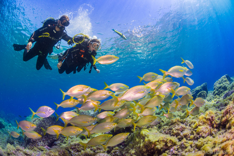 Radazul: Salida de Buceo en Bahía Radazul con Bebidas