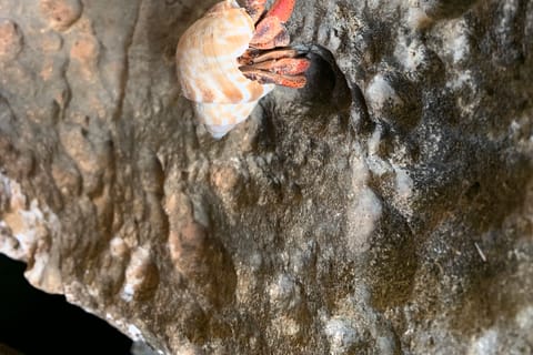 Kralendijk: Cave Exploration Tour & Snorkeling with Transfer