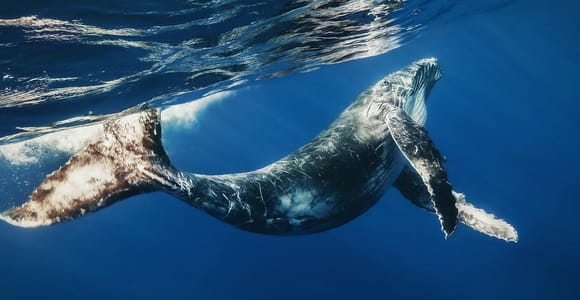 From Punta Cana: Samana Bay Private Whale Watching Cruise