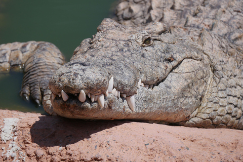 Agadir: Crocoparc & Goats in Argan Trees - Family Day Out