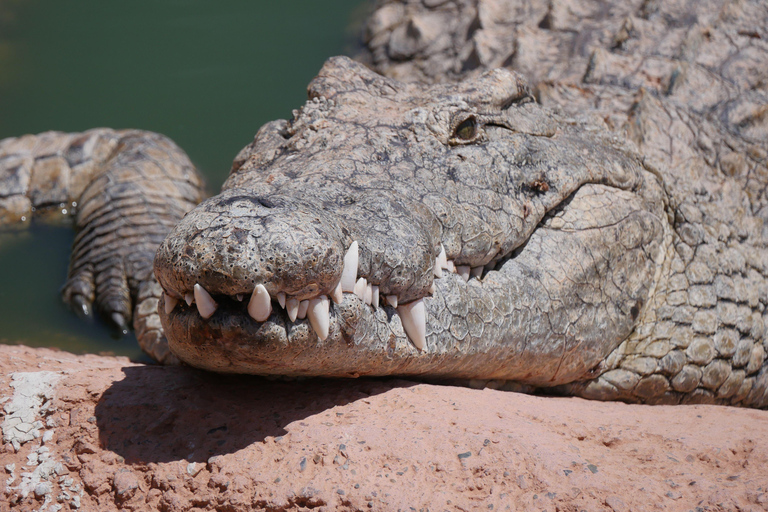 Agadir: Crocoparc & Goats in Argan Trees - Family Day Out