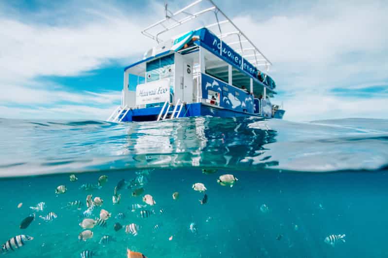 Oahu Dolphin Swim and Snorkeling Trip GetYourGuide