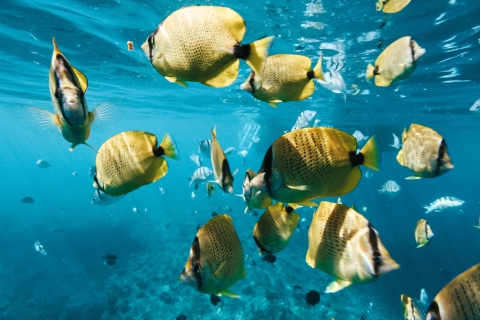 Diep ontdekken en zwemmen met schildpadden in WaikikiVan Honolulu: Turtle Canyon-snorkelcruise