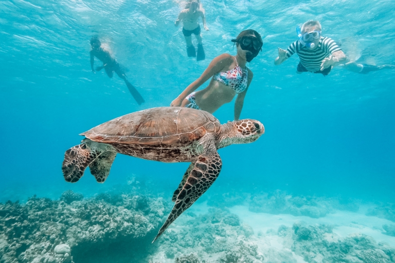 Découvrir les profondeurs et nager avec les tortues à WaikikiDepuis Honolulu : croisière avec tuba dans le Turtle Canyon