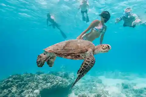 Oahu: Waikiki Turtle Snorkeling Adventure