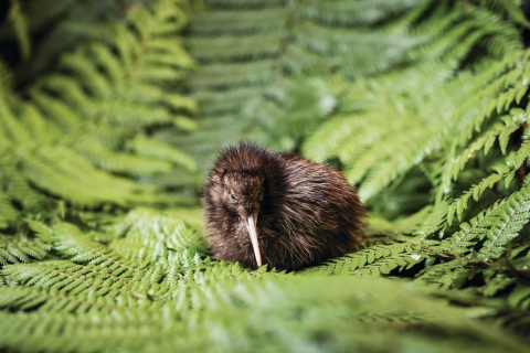 Rotorua: Die Nationale Kiwi-Brüterei erlebenRotorua: Die nationale Kiwi-Brutstätte