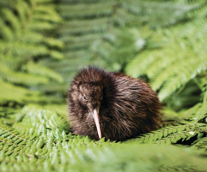 Rotorua: The National Kiwi Hatchery Tour