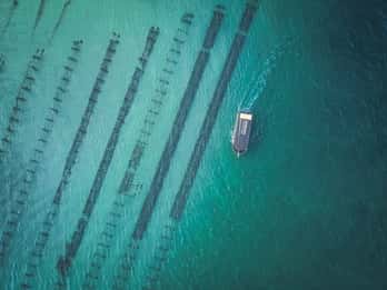 Port Lincoln: Wycieczka 1-dniowa do zatoki Coffin Bay: owoce morza, wino i przyroda