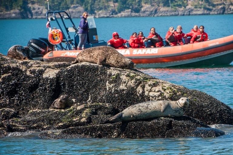 Vancouver : Visite en bateau des fjords de Howe Sound, des grottes marines et de la faune sauvage