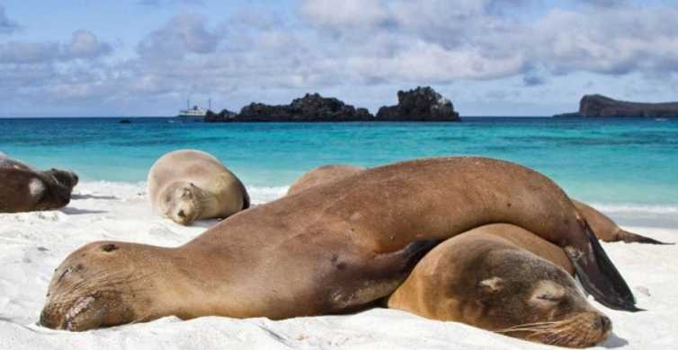From Baltra 6 Day Galapagos Island Hopping Tour w Lodging GetYourGuide