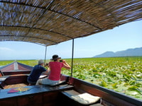 From Virpazar, Lake Skadar Scenic Boat Trip in Nature - Housity