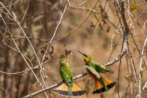 Lake Manyara Day TripPrivate Lake Manyara day trip