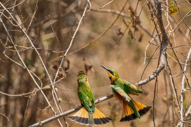 Lake Manyara Day TripPrivate Lake Manyara day trip