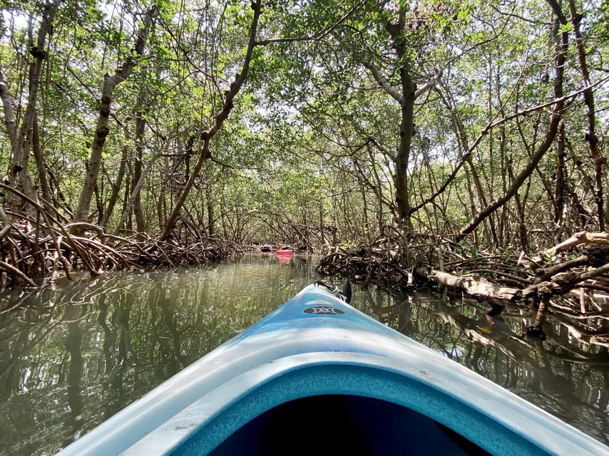 St. Petersburg, FL Weedon Island Kayak Tour GetYourGuide
