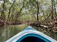 St. Petersburg, FL, Weedon Island Kayak Tour - Housity