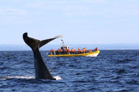 Tadoussac, Baie-Sainte-Catherine : observation des baleines