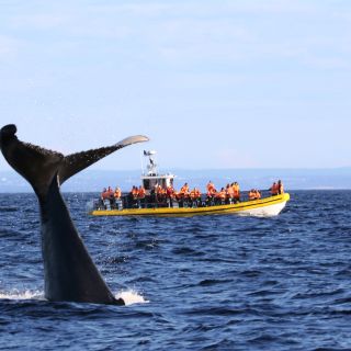 Tadoussac & Baie-Ste-Catherine: Zodiac Whale Watch