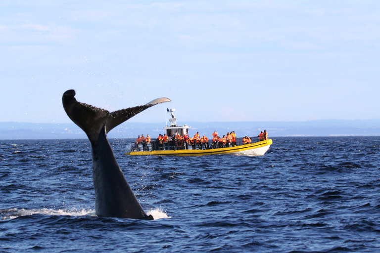 Tadoussac/Baie-Ste-Catherine: Whale Watch Zodiac Boat Tour Sunset Zodiac Whale Watch from Tadoussac Pier