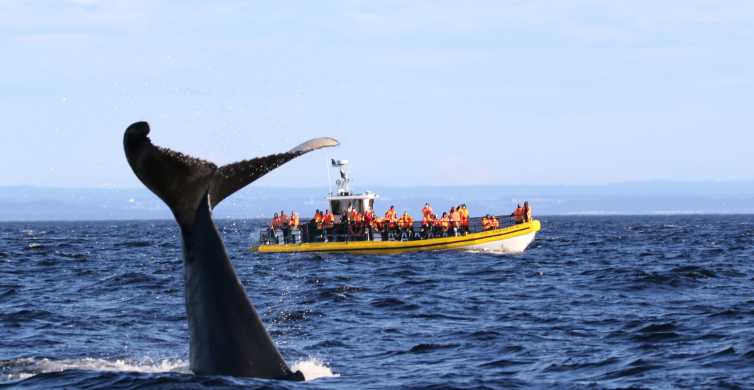 Tadoussac Baie Ste Catherine Zodiac Whale Watch GetYourGuide