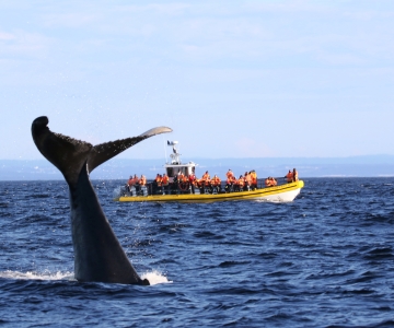 Tadoussac/Baie-Ste-Catherine: giro in barca sullo zodiaco con avvistamento di balene