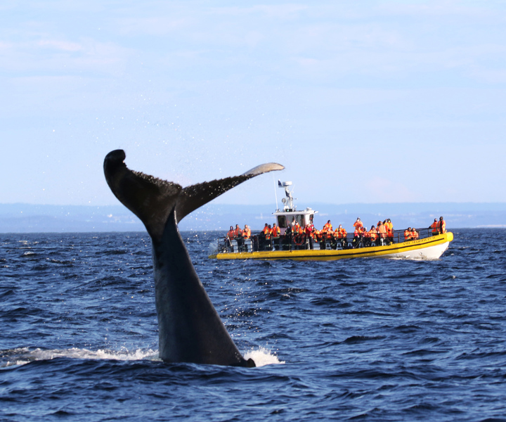 Tadoussac/Baie-Ste-Catherine: Whale Watch Zodiac Boat Tour