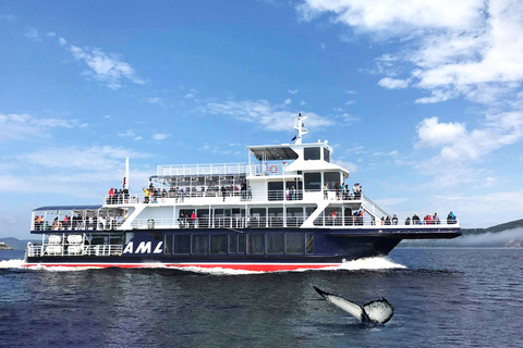 Tadoussac or Baie-Sainte-Catherine: Whale Watching Boat Tour Standard Cruise from Tadoussac