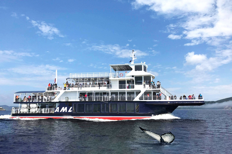 Tadoussac ou Baie-Sainte-Catherine : Tour en bateau pour l&#039;observation des baleinesCroisière standard au départ de Tadoussac