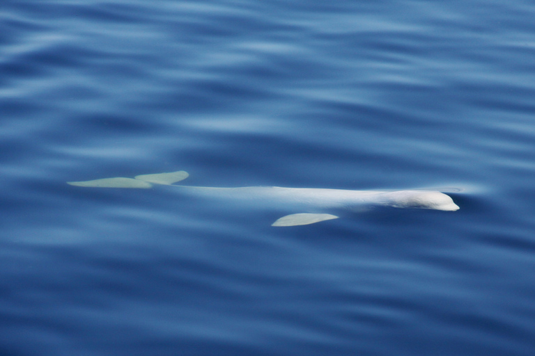 Tadoussac or Baie-Sainte-Catherine: Whale Watching Boat TourStandard Cruise from Tadoussac