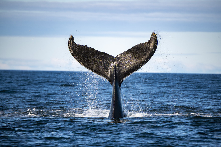 Tadoussac or Baie-Sainte-Catherine: Whale Watching Boat TourStandard Cruise from Tadoussac