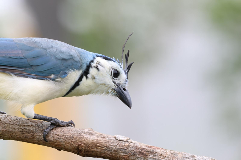 Monteverde: Dawn Birding with Finca Lantana's Owners