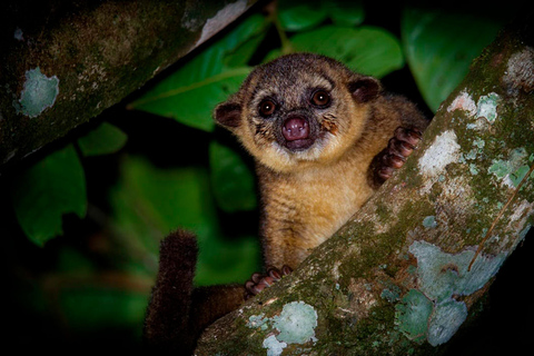 Van Madre de Dios | Nachtwandeling in het Amazone regenwoud